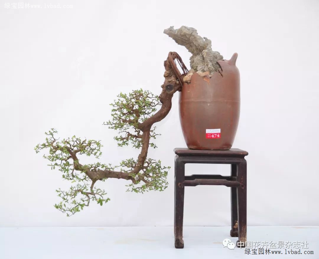画意型盆景的极致 ——悬崖式盆景