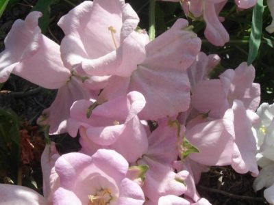 喇叭类型花卉品种有哪些，不同类型开花也漂亮