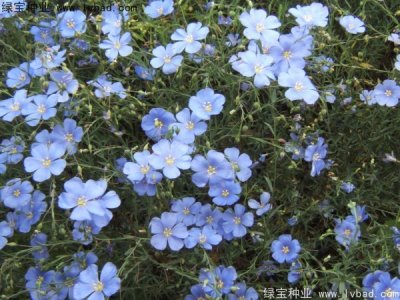 黑龙江能种植的花卉品种，耐寒生命力顽强选择这些