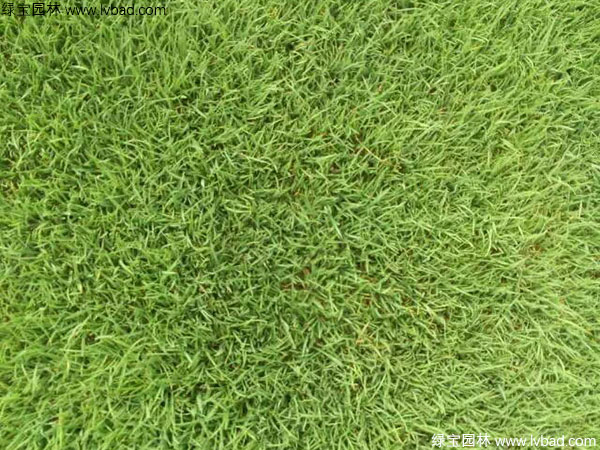 地毯草草坪