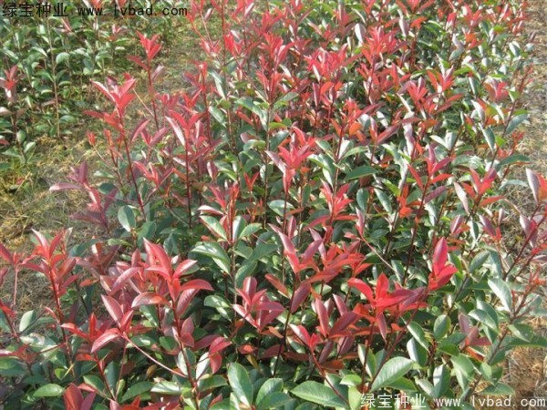 红叶石楠种子
