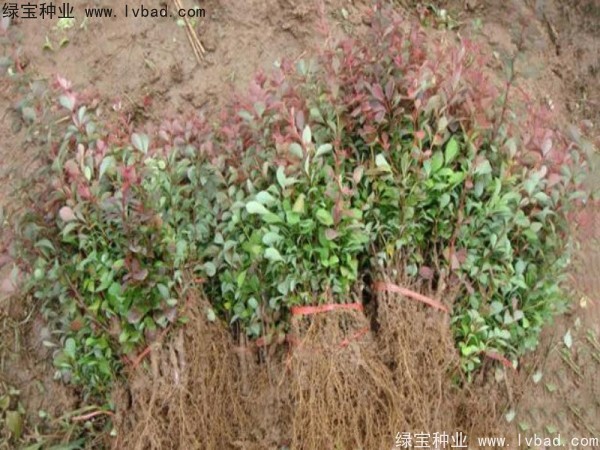 红叶小檗种子