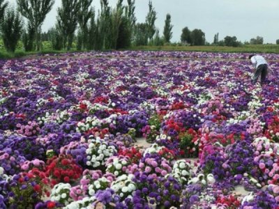 2022年适合在海南种植的花卉有哪些 耐高温适应性强的花种