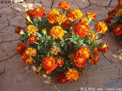 常用的花坛花卉品种有哪些 矮生花期长的花种