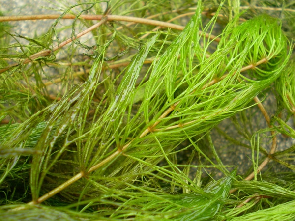 金鱼藻种子