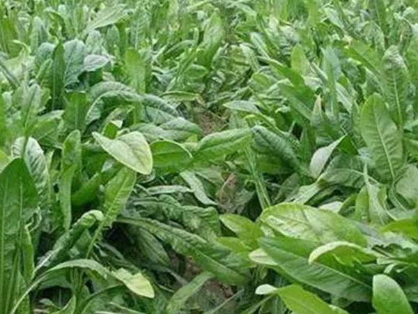 新品种牧草种子——鲁梅克斯种子的播种方法