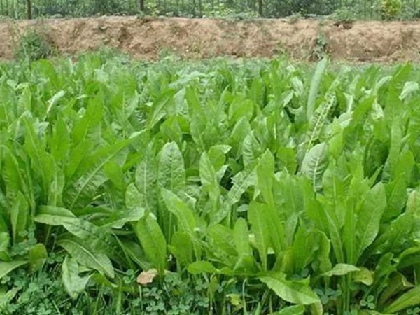 新品种牧草种子——鲁梅克斯种子的播种方法