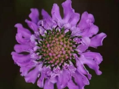 植物大百科--蓝盆花又名轮峰菊
