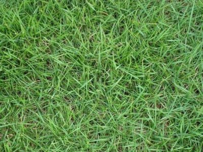 草坪常见品种有哪些——你知道几种?