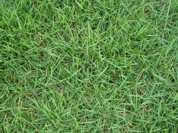 草坪常见品种——你知道的有几种？