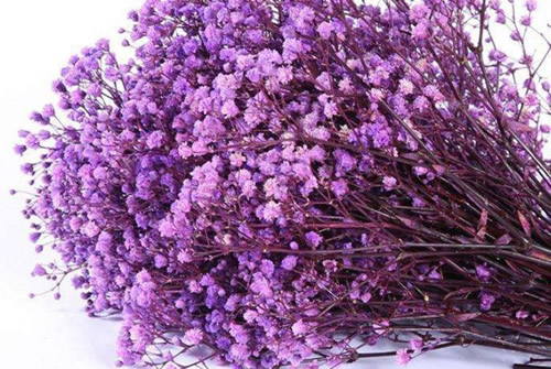 紫色满天星花语是什么有哪些美好寓意