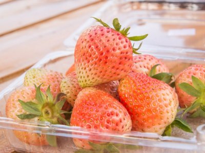 草莓成熟的季节是几月 对环境有什么要求