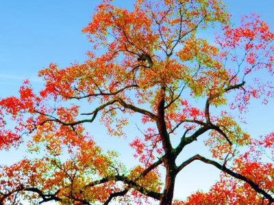 乌柏树是优良树种吗？
