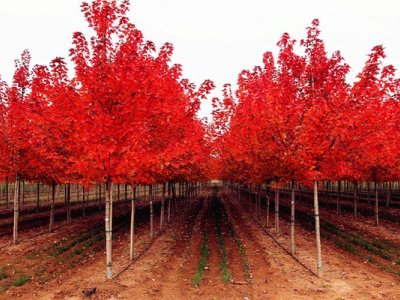 日本红枫一年四季都有叶子吗？