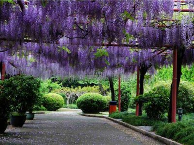 海南可以种紫藤花吗？