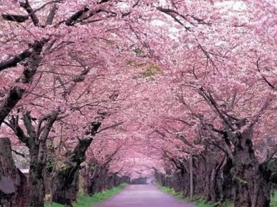 樱花可以在四川种吗？