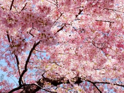 樱花可以在江西种吗