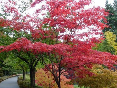红枫的叶子一年四季都是红的吗？