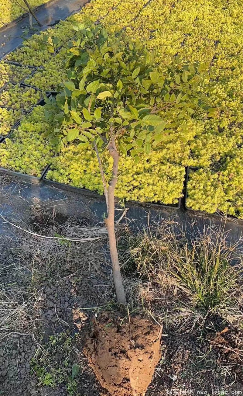 秋天紫藤挖树图片4公分