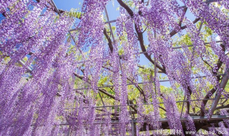 紫藤花盛开花架花廊