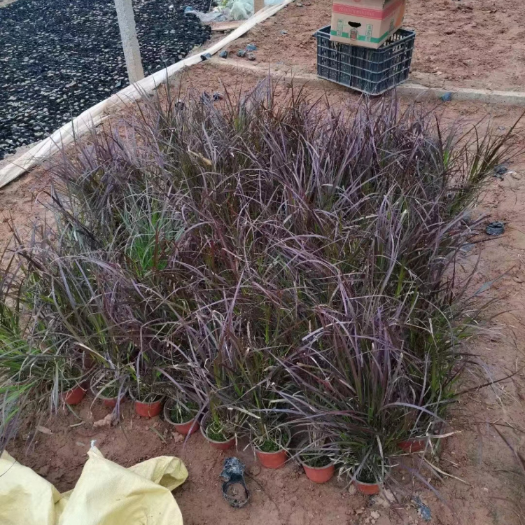 紫叶狼尾草容器苗
