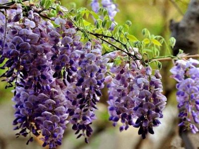 紫藤花什么时候开花，花语是什么