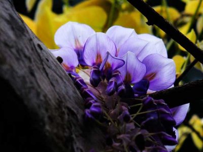 这个季节可以移栽紫藤吗