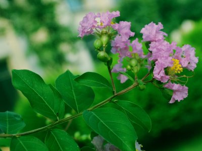 紫薇的观赏价值如何体现，应该如何搭配种植 ？