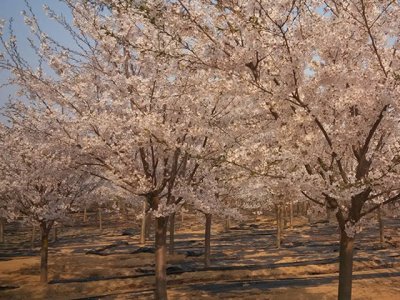 一公分的樱花树苗价格是多少？