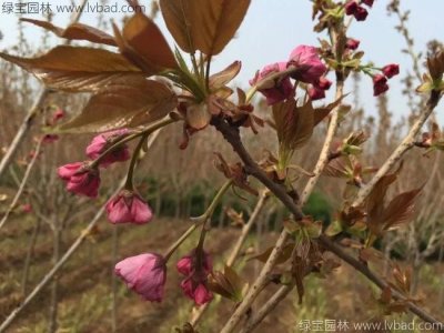 樱花春天能种植吗