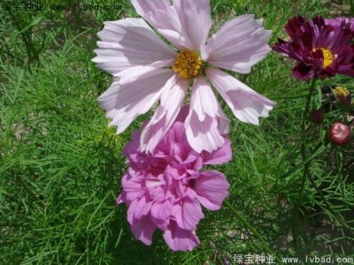 波斯菊的花期有几个月,几月份开花
