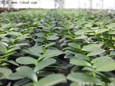 蝴蝶兰种子