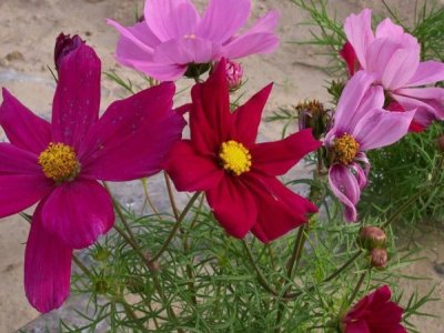 十种庭院最佳的花卉选择是哪些呢？