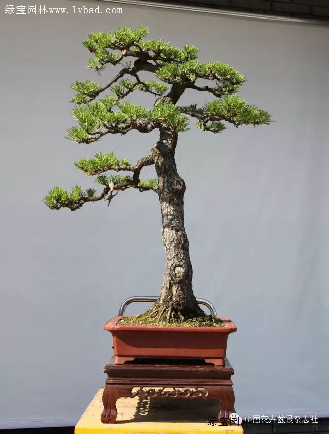 斜干黑松盆景山神成型记