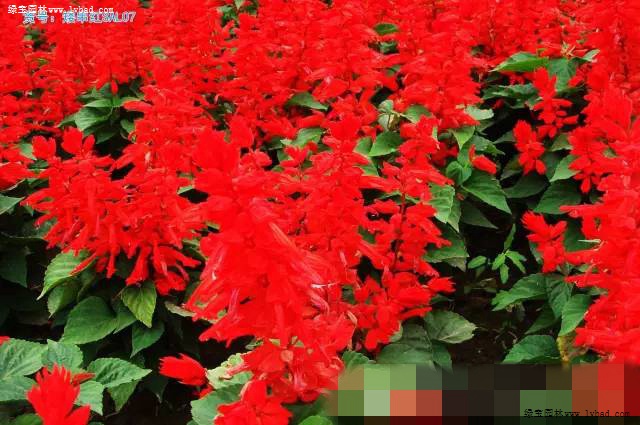 红红火火过大年 红色系花卉品种欣赏 绿宝园林