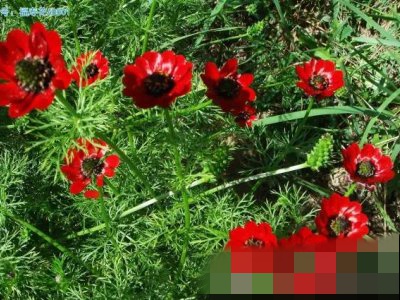红红火火过大年—红色系花卉品种欣赏