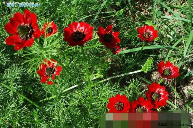 红红火火过大年 红色系花卉品种欣赏 绿宝园林
