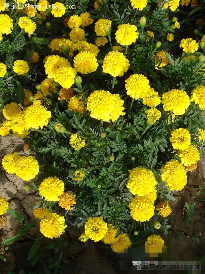 夏用花推荐指数 四星 菊科花卉品种 绿宝园林网