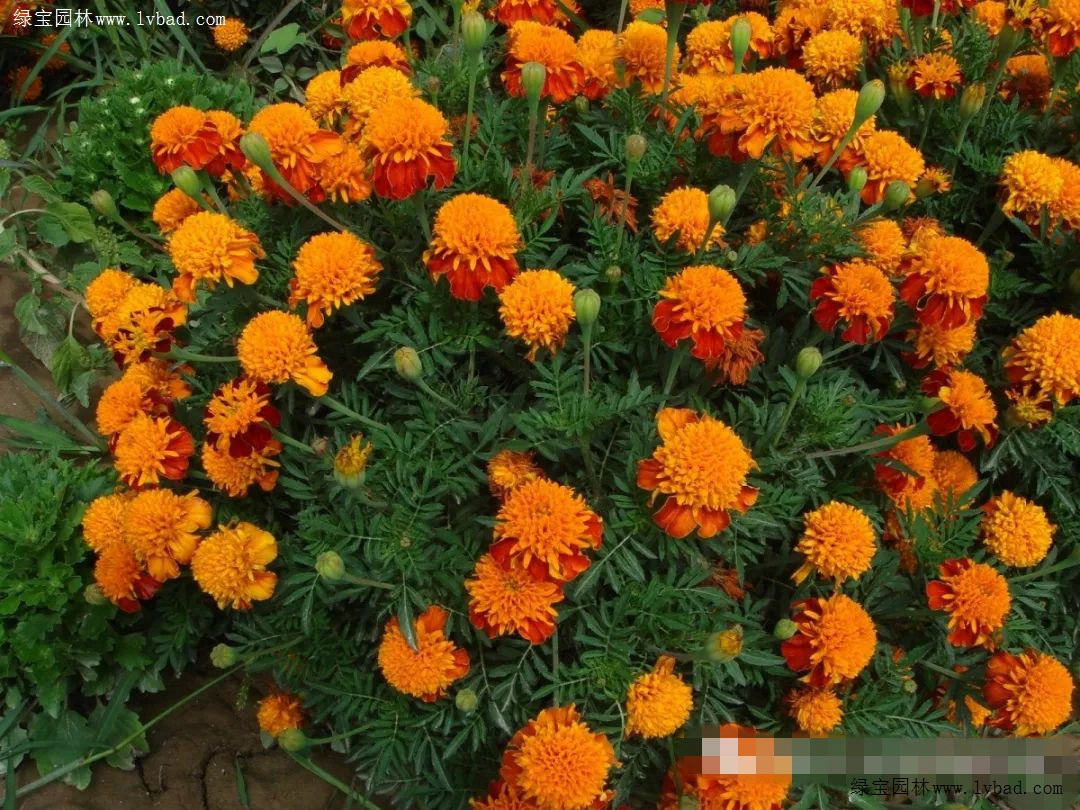 夏用花推荐指数 四星 菊科花卉品种 绿宝园林网