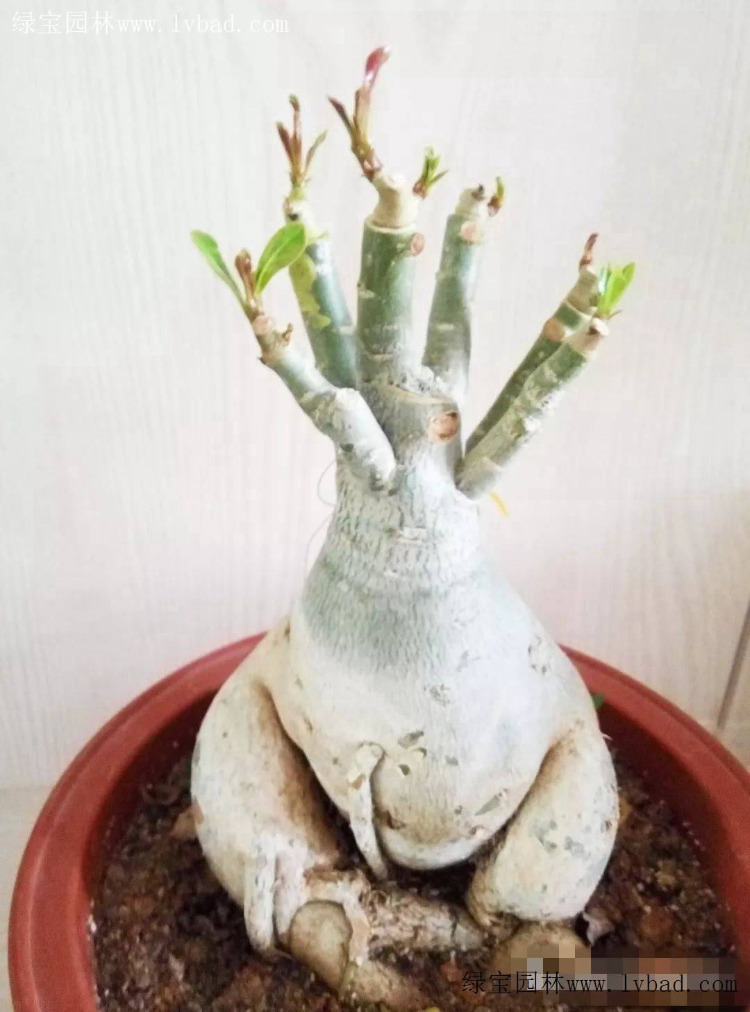 花友小记沙漠玫瑰嫁接技法值得大家学习的养殖小技巧