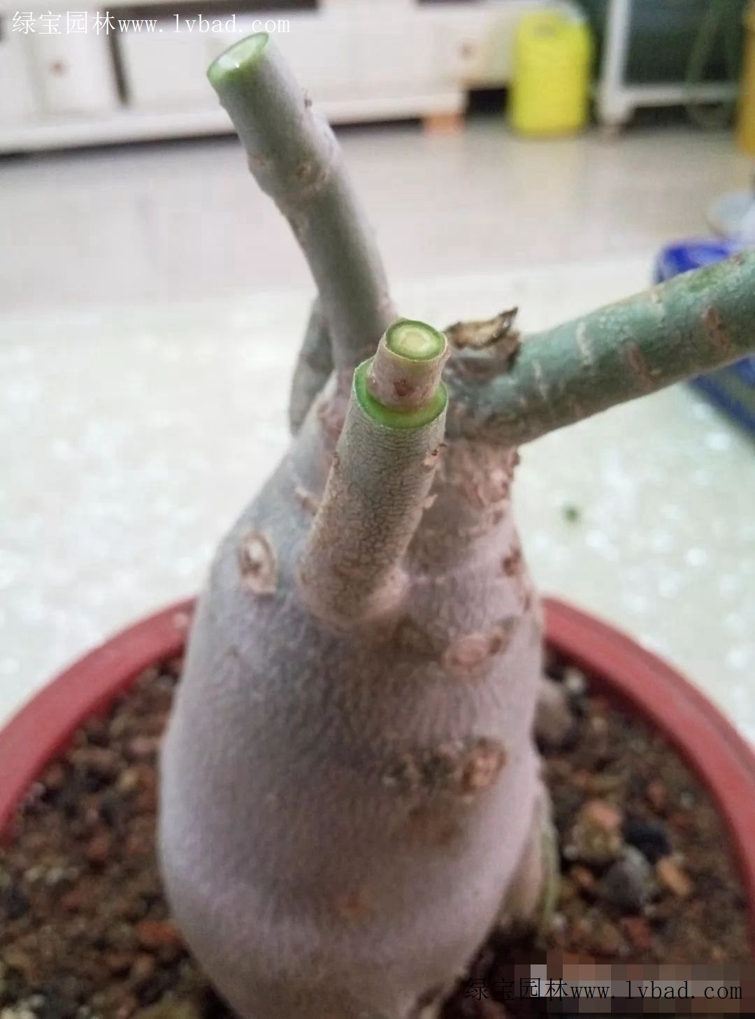 花友小记沙漠玫瑰嫁接技法值得大家学习的养殖小技巧