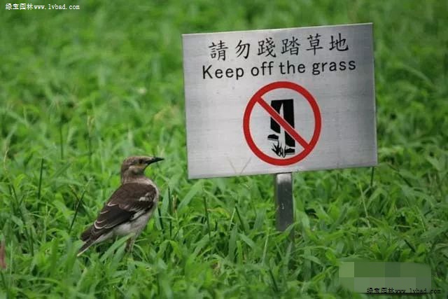 或游人践踏会使草的茎叶折断,同时还会影响其根系的生长,严重破坏草坪