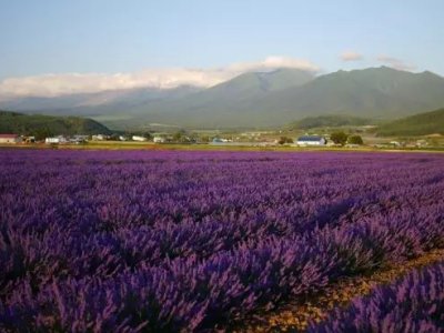 日本著名的花卉农场丨北海道富田农场 商品 盈利 模式