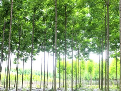 苗圃如何培育树冠美，根系发达，树杆直的优质苗木