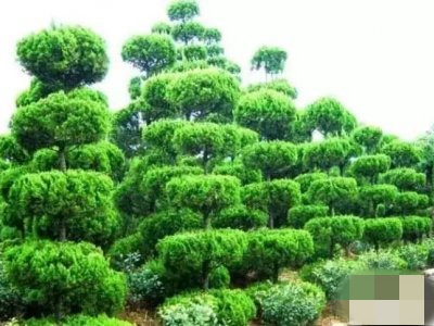 植物造型可大幅度提高苗木附加值