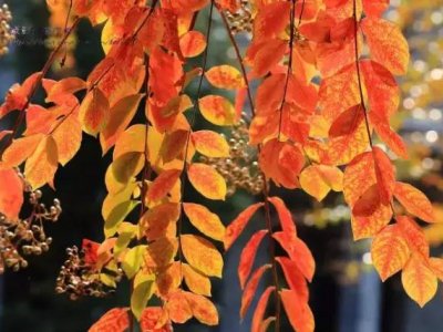 植物造景之秋色叶常见植物种类集锦