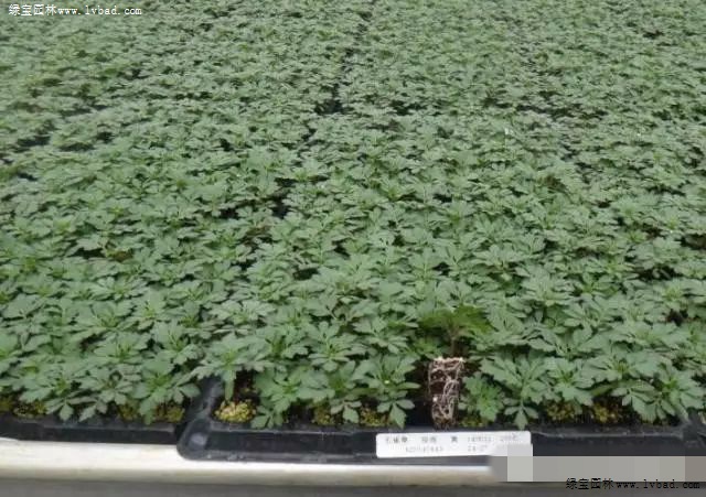 孔雀草播种育苗方法及病害防治