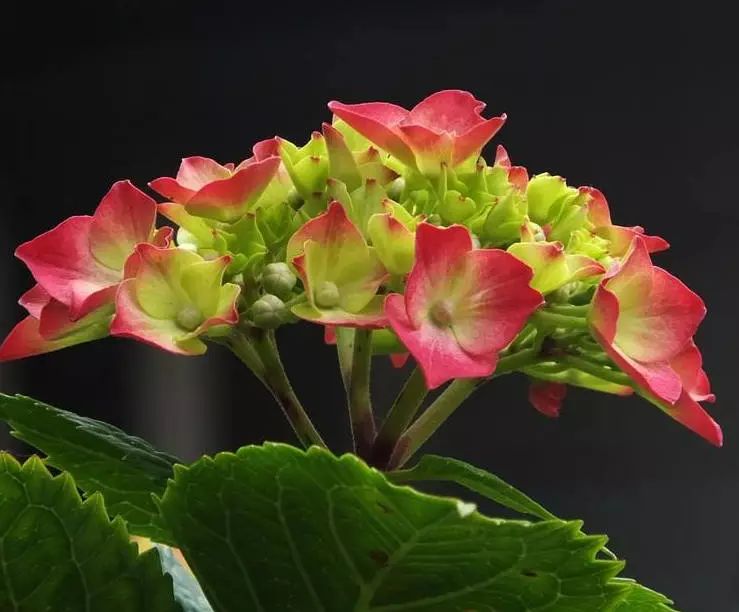 八仙花如何养护 八仙花种植技术 种植八仙花需注意这几点 绿宝园林网