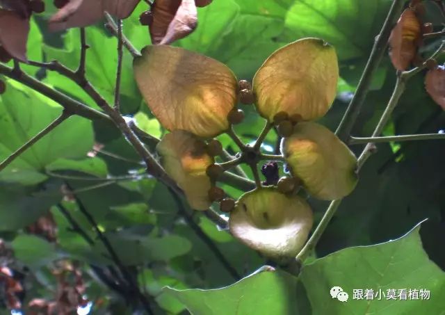 图12  蓇葖果开裂后图13  种子在果瓣边缘虽然有奇怪的花和果子,梧桐