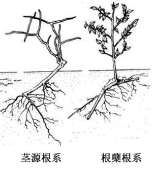 从植物根系出发 浅谈植物根系对植物养护的重要性 绿宝园林网
